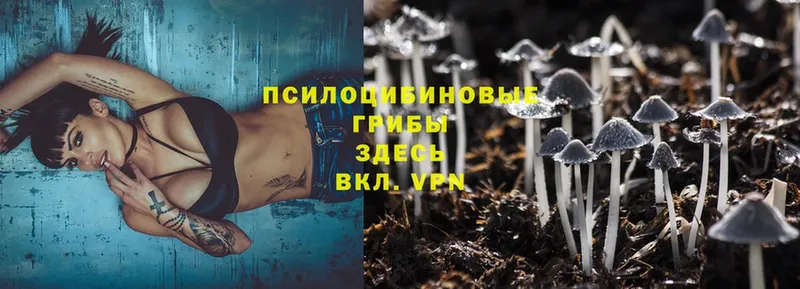 Псилоцибиновые грибы Magic Shrooms  кракен как войти  Валуйки  даркнет сайт 